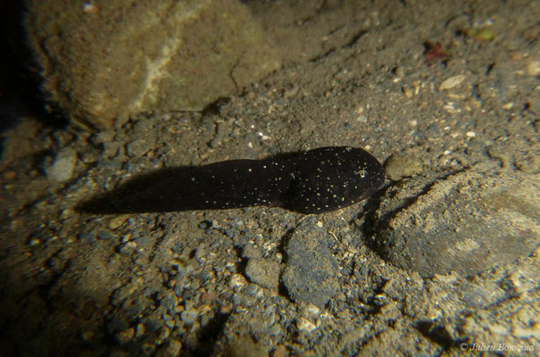 Grenouille des Pyrénées — Rana pyrenaica Serra-Cobo, 1993