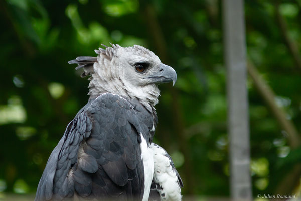 Harpie féroce — Harpia harpyja (Linnaeus, 1758), (adulte), (Zoo de Guyane, Montsinéry, le 22/04/2017)