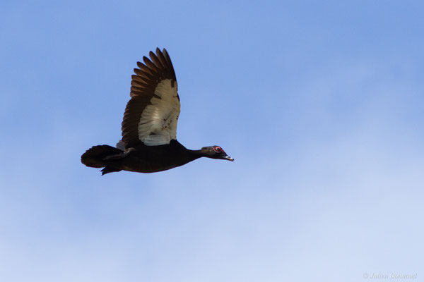 Canard musqué — Cairina moschata (Linnaeus, 1758), (Centre spatial Guyanais, Kourou, Guyane, le 21/02/2017)