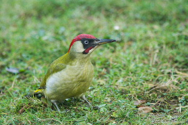 Pic vert — Picus viridis Linnaeus, 1758, (mâle adulte) (Pontivy (56), France, le 16/01/2018)