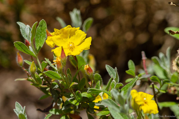 Hélianthème faux-alysson — Cistus lasianthus subsp. alyssoides (Lam.) Demoly, 2006