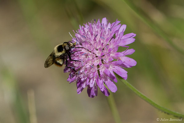 Volucelle bourdon (Volucella bombylans) (lac d'Ayous, Laruns (64), France, le 13/07/2019)