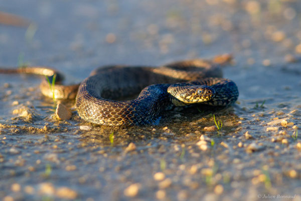 Couleuvre vipérine — Natrix maura (Linnaeus, 1758)