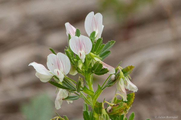 Ononis bifolia Desf.
