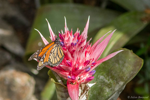 Monarque ou Monarque américain — Danaus plexippus (Linnaeus, 1758), (Tarifa (Andalousie), le 02/08/2020)