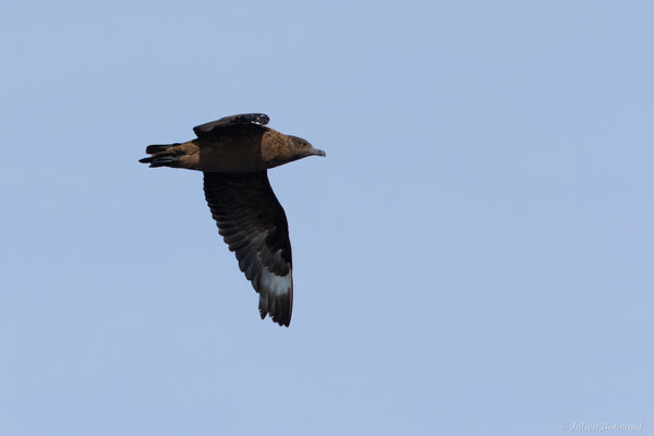 Grand Labbe — Stercorarius skua (Brünnich, 1764), (Saint-Jean-de-Luz (64), France, le 17/10/2020)