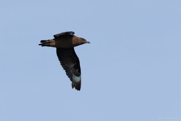 Grand Labbe — Stercorarius skua (Brünnich, 1764)