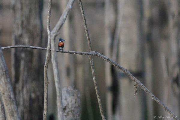 Martin-pêcheur vert — Chloroceryle americana (Gmelin, 1788), (Barrage de Petit-Saut, Sinnamary, le 09/11/2015)