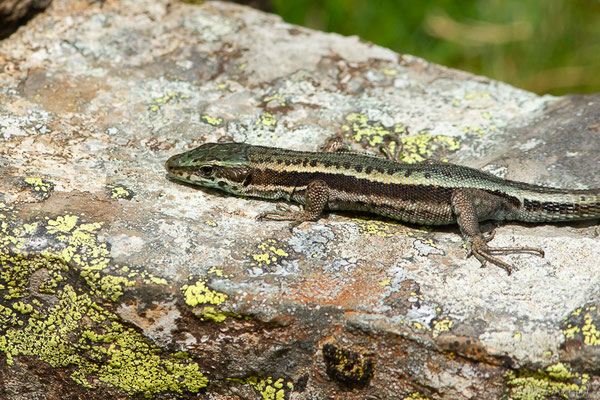 Lézard du Val d'Aran — Iberalacerta aranica (Arribas, 1993), (Lac d'Eychelle, Bethmal (09), le 09/07/2023)