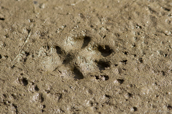 Renard roux — Vulpes vulpes (Linnaeus, 1758), (Empreintes), (Lau Balagnas (65), France, le 28/09/2022)
