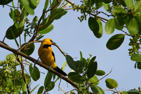 Oriole jaune (Icterus nigrogularis) (adulte) (Ponton des pêcheurs, Kourou, le 25/01/2017)