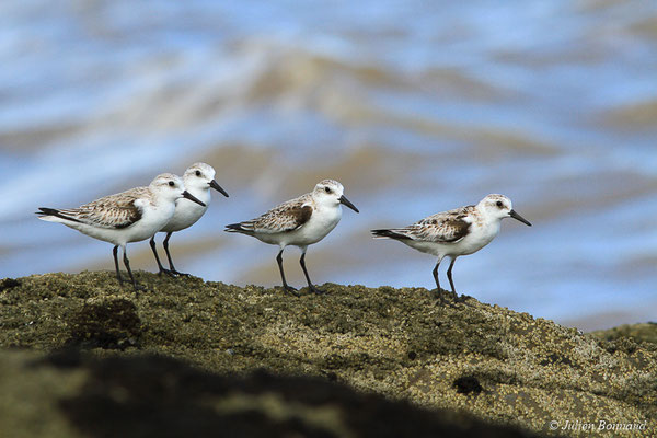 Bécasseau sanderling — Calidris alba (Pallas, 1764), (adulte, plumage internuptial) (Pointe Buzaré, Cayenne, Guyane, le 12/12/2015)