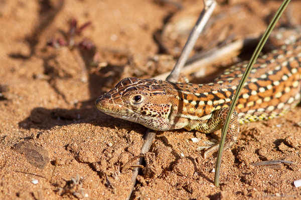 Acanthodactylus margaritae Tamar, Geniez, Brito and Crochet, 2017
