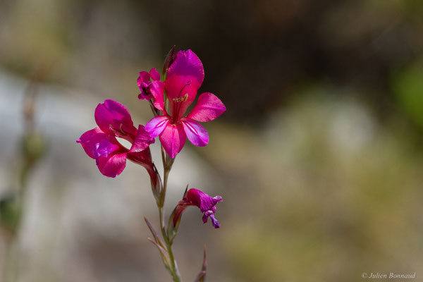 Glaïeul d'Illyrie — Gladiolus illyricus W.D.J.Koch, 1837