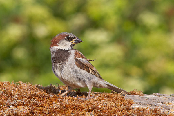 Moineau domestique — Passer domesticus (Linnaeus, 1758)