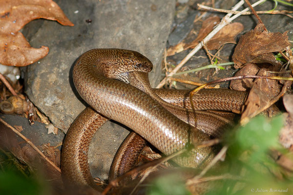 Orvet fragile — Anguis fragilis (Linnaeus, 1758), (accouplement), (Lescun (64), France, le 13/05/2024)