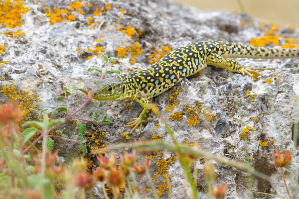 Lézard ocellé — Timon lepidus (Daudin, 1802), (femelle adulte), (Tarnos (64), France), le 05/06/2025)