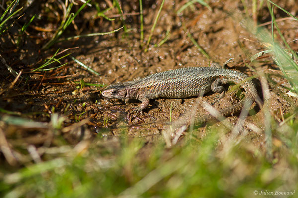 Lézard vivipare de Lantz — Zootoca vivipara louislantzi (Arribas, 2009), (femelle gravide) (Col d'Aubisque, Béost (64), France, le 29/06/2019)