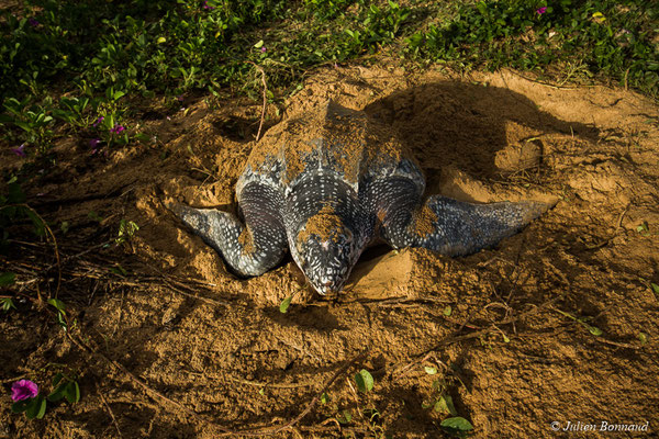 Tortue luth — Dermochelys coriacea (Vandelli, 1761), (Plage des Salines, Remire-Montjoly, Guyane, le 04/06/2017)