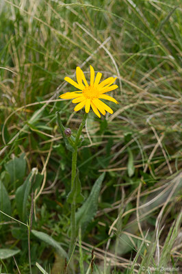 Séneçon doronic — Senecio doronicum (L.) L., 1759, (Col du Pourtalet, Laruns (64), France, le 22/06/2019)