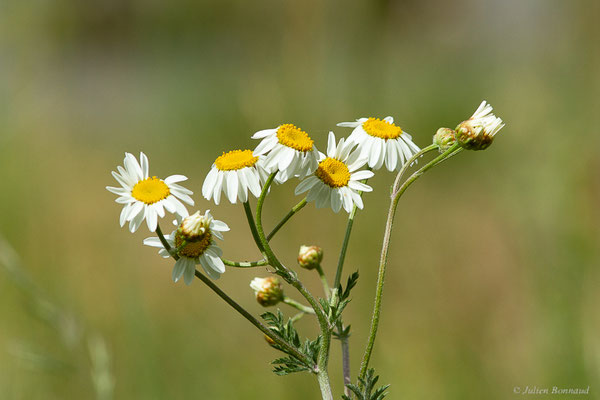 Chrysanthème en corymbe — Tanacetum corymbosum (L.) Sch.Bip., 1844, (Etsaut (64), France, le 31/05/2022)