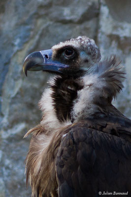 Vautour moine — Aegypius monachus (Linnaeus, 1766), (adulte) (Parc animalier des Pyrénées, Argelès-Gazost (65), France, le 03/10/2017)