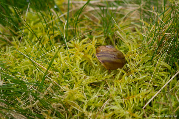 Escargot de Raspail — Tacheocampylaea raspailii (Payraudeau, 1826)