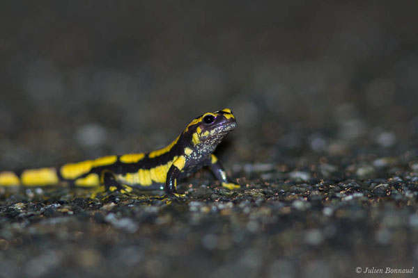 Salamandre tachetée — Salamandra salamandra terrestris (Lacepède, 1788), (subadulte) (Parbayse (64), France, le 27/04/2021)