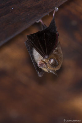 Petit rhinolophe – Rhinolophus hipposideros (Borkhausen, 1797), (Parbayse (64), France, le 22/08/2019)