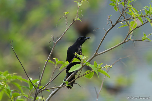 Quiscale merle (Quiscalus lugubris) (Mana, le 27/04/2017)