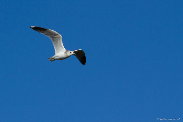 Goéland cendré — Larus canus Linnaeus, 1758, (Hillion, Baie de Saint-Brieuc (22), France, le 11/01/2018)