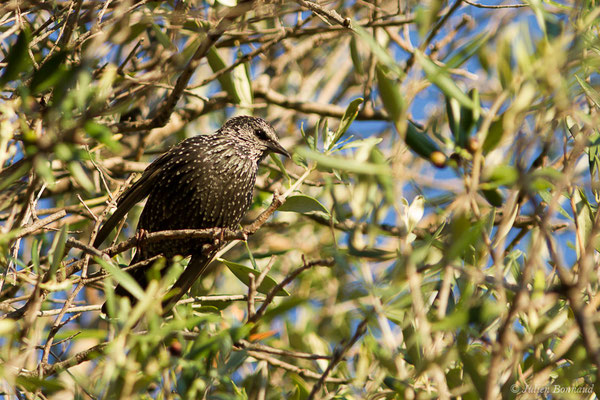 Étourneau sansonnet — Sturnus vulgaris Linnaeus, 1758, (L'Île-Rousse (2B), France, le 13/09/2019)