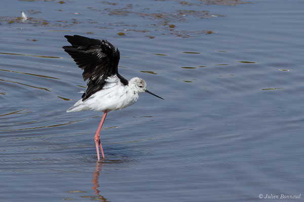 Échasse blanche — Himantopus himantopus (Linnaeus, 1758), (adulte) (Marais de l'Odiel, Palos de la Frontera (Andalousie), le 07/08/2020)