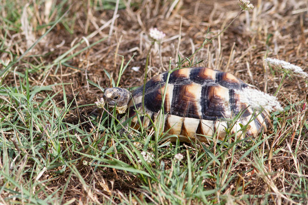 Tortue marginée — Testudo marginata Schoepff, 1793, (juvénile), (animal captif)