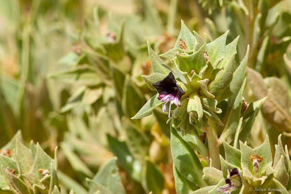 Hyoscyamus muticus L. subsp. falezlez (Cosson) Maire, (Msseyed (Guelmim-Oued Noun), Maroc, le 24/03/2024)