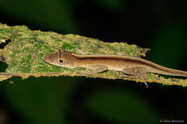Anolis brun-doré — Norops fuscoauratus (d’Orbigny, 1837), (Sentier de la Mirande, Matoury, le 09/07/2015)