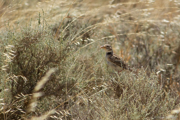 Alouette calandre — Melanocorypha calandra (Linnaeus, 1766), (Bardenas Real, Arguedas (Aragon), Espagne, le 02/07/2022)