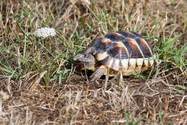 Tortue marginée — Testudo marginata Schoepff, 1793, (juvénile), (animal captif)