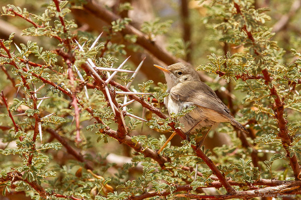 Hypolaïs obscure — Iduna opaca (Cabanis, 1850), (Msseyed (Guelmim-Oued Noun), Maroc, le 29/03/2024)