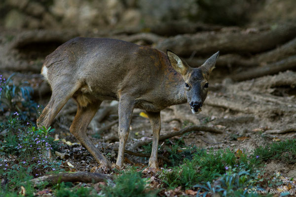 Chevreuil européen — Capreolus capreolus (Linnaeus, 1758), (femelle adulte) (Parc animalier des pyrénées, Argelès-Gazost (65), France, le 03/10/2017)