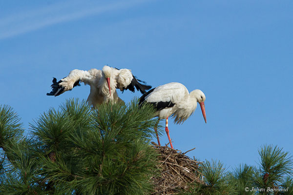Cigogne blanche — Ciconia ciconia (Linnaeus, 1758), (couple) (réserve ornithologique du Teich (33), France, le 24/01/2018)
