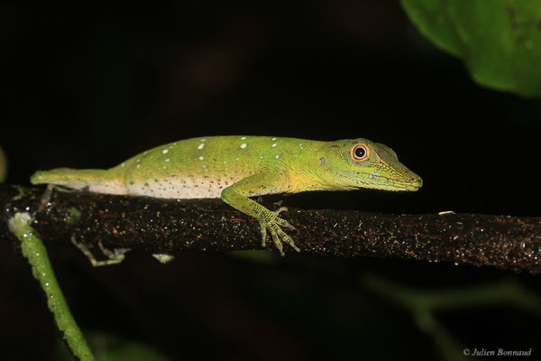 Anolis ponctué — Dactyloa punctata (Daudin, 1802), (adulte), (Crique Gervais, Saint-Laurent-Du-Maroni, Guyane, le 17/03/2016)