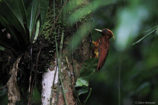 Pic mordoré — Celeus elegans (Statius Müller, 1776), (Citron, Saint-Laurent-du-Maroni, Guyane, le 29/11/2015)