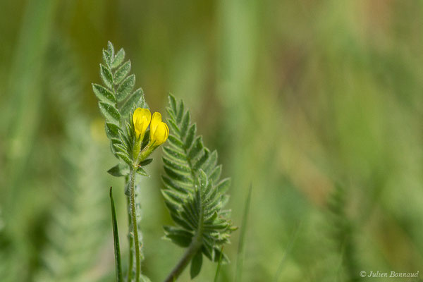 Ornithope comprimé — Ornithopus compressus L., 1753