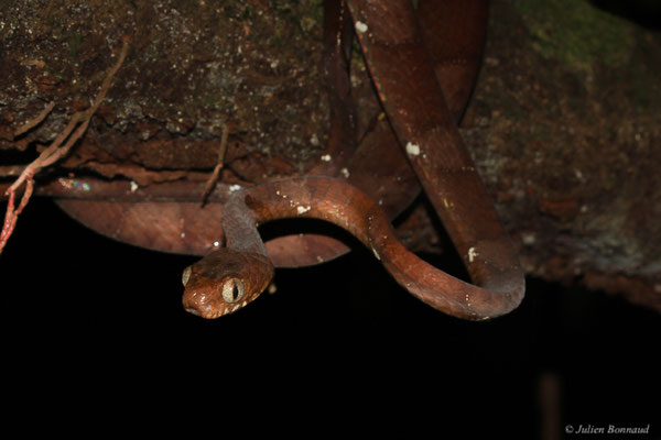 Dipsas à miroirs — Dipsas indica Laurenti, 1768, (Crique Gervais, Saint-Laurent-du-Maroni, Guyane, le 17/03/2016)