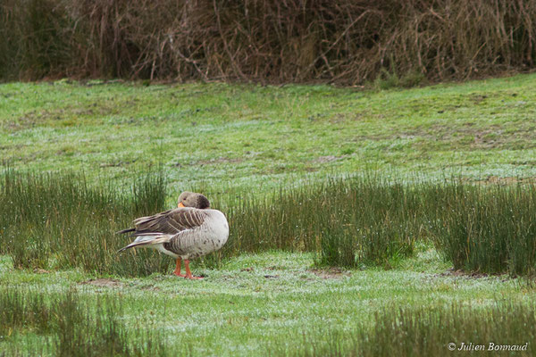 Oie cendrée — Anser anser (Linnaeus, 1758), (réserve ornithologique du Teich (33), France, le 23/01/2018)