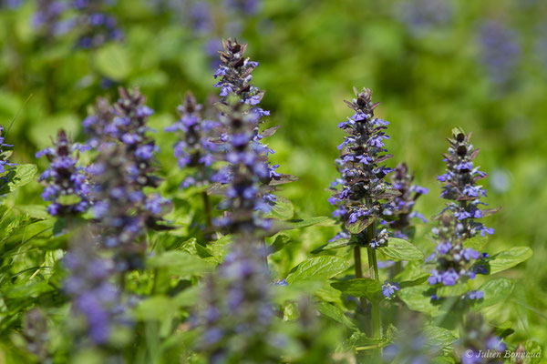 Bugle rampante — Ajuga reptans L., 1753, (Anglet (64), France, le 06/04/2018) 