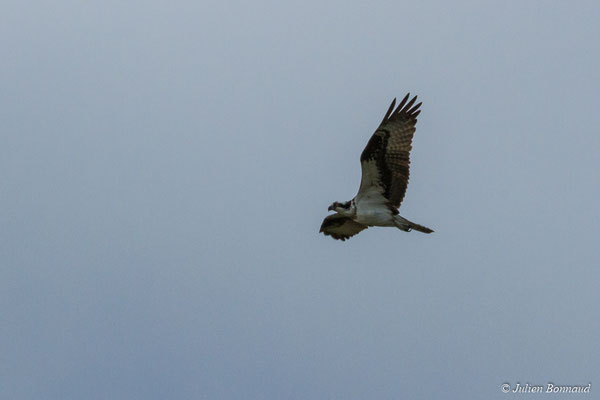 Balbuzard pêcheur – Pandion haliaetus (Linnaeus, 1758), (Approuague, Régina, Guyane, le 09/09/2017) 