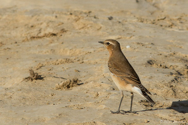 Traquet motteux — Oenanthe oenanthe (Linnaeus, 1758), (Bardenas Real, Tudela (Aragon), Espagne, le 30/09/2021)