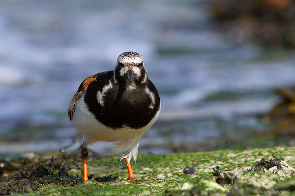 Tournepierre à collier — Arenaria interpres (Linnaeus, 1758), (Anglet (64), France, le 10/08/2024)